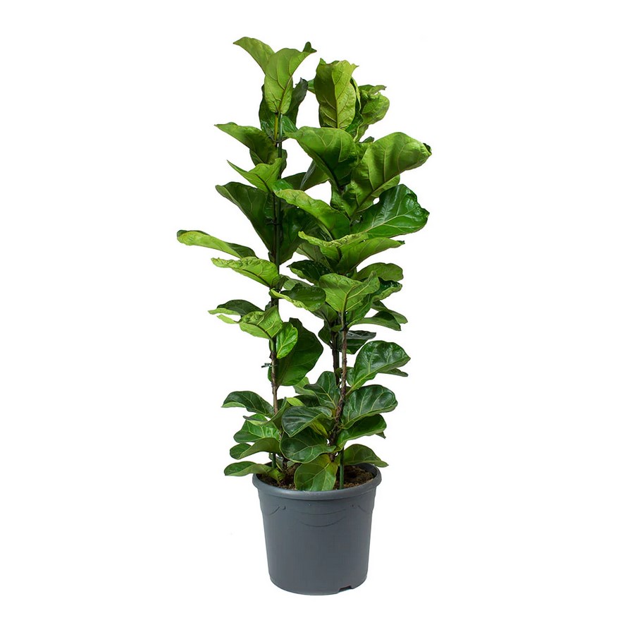 فیکوس لیراتا